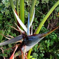 white bird of paradise