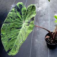 colocasia mojito