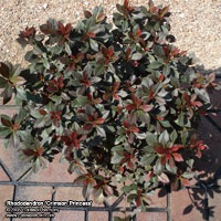 Rhododendron 'Crimson Princess'