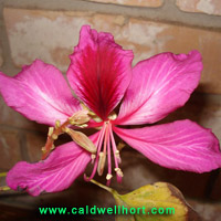 Hong Kong Orchid Tree 