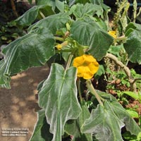 Uncarina roeoesliana