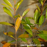 Citharexylum 'fiddlewood'