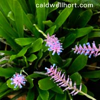 Aechmea gamosepala - Matchstick