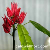 Pentas lanceolata