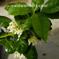 Hoya multiflora