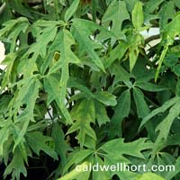 Schefflera 'Nova'