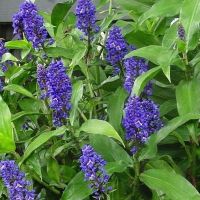 Dichorisandra thyrsiflora Blue ginger