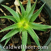 Dyckia brevifolia