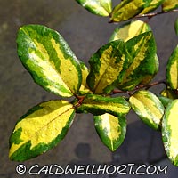 Elaeagnus pungens Maculata