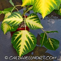 Variegated Erythrina