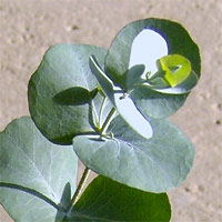 Eucalyptus cinera - Silver Dollar Eucalyptus