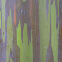 Eucalyptus deglupta