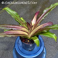 Eucomis-comosa-Sparkling-Burgundy