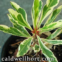 Euphorbia milli
