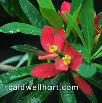 Euphorbia punicea