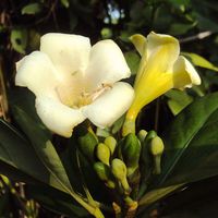 Fagraea ceilanica