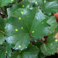 Spotted Lepoard Plant