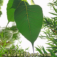 Ficus Religiosa - Bodhi Tree