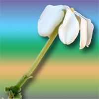 Gardenia volkensii subsp. spatulifolia