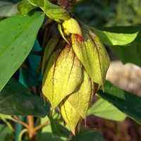 Gmelina philippensis - Snapdragon Tree