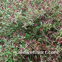 gomphrena grapes
