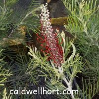 Grevillea Kings Fire