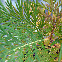 Grevillea robusta