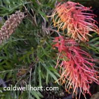Grevillea Superb