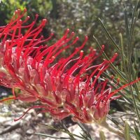 Grevillea Kings Celebration