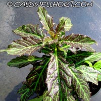 Gynura bicolor
