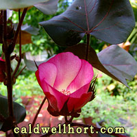 Heirloom Burgundy Cotton Flower