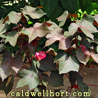 Heirloom Burgundy Cotton Foliage