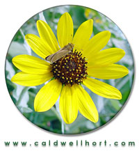 Helianthus argophyllus - Flower