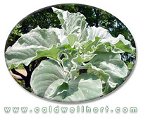 Helianthus argophyllus - Silver Leaves