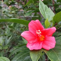 Hibiscus boryanus