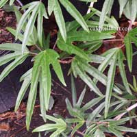 Hibiscus boryanus foliage