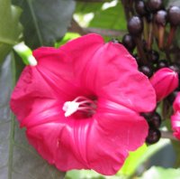Ipomoea horsfalliae briggsii