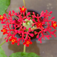 Jatropha podagrica