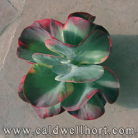 Kalanchoe thyrsiflora