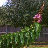 Lagerstroemia speciosa flower