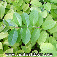 Queen Crepe Myrtle Leaves