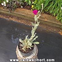 Lychnis coronaria 'Gardener's World'