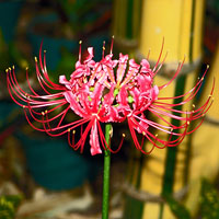 Hurricane Lily - Lycoris radiata