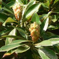Machilus Thunbergii, Japanese Bay tree