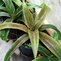 Manfreda variegata 'Macho Mocha'