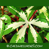 Manihot-esculenta-leaf