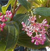 Medenilla kinabalu