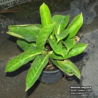Medinilla magnifica