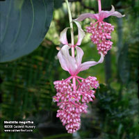 Medinilla magnifica in flower