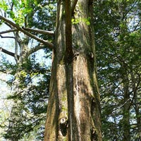 Metasequoia glyptostroboides